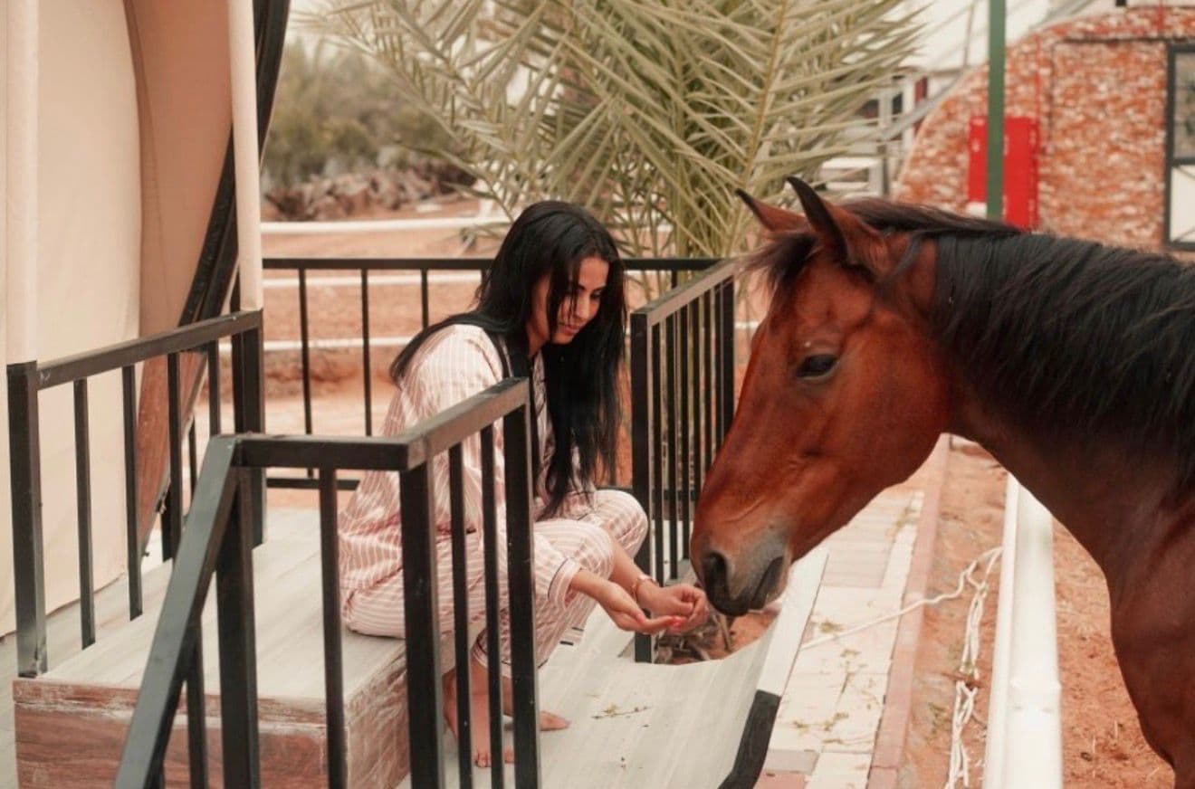 Hand-feed the horses