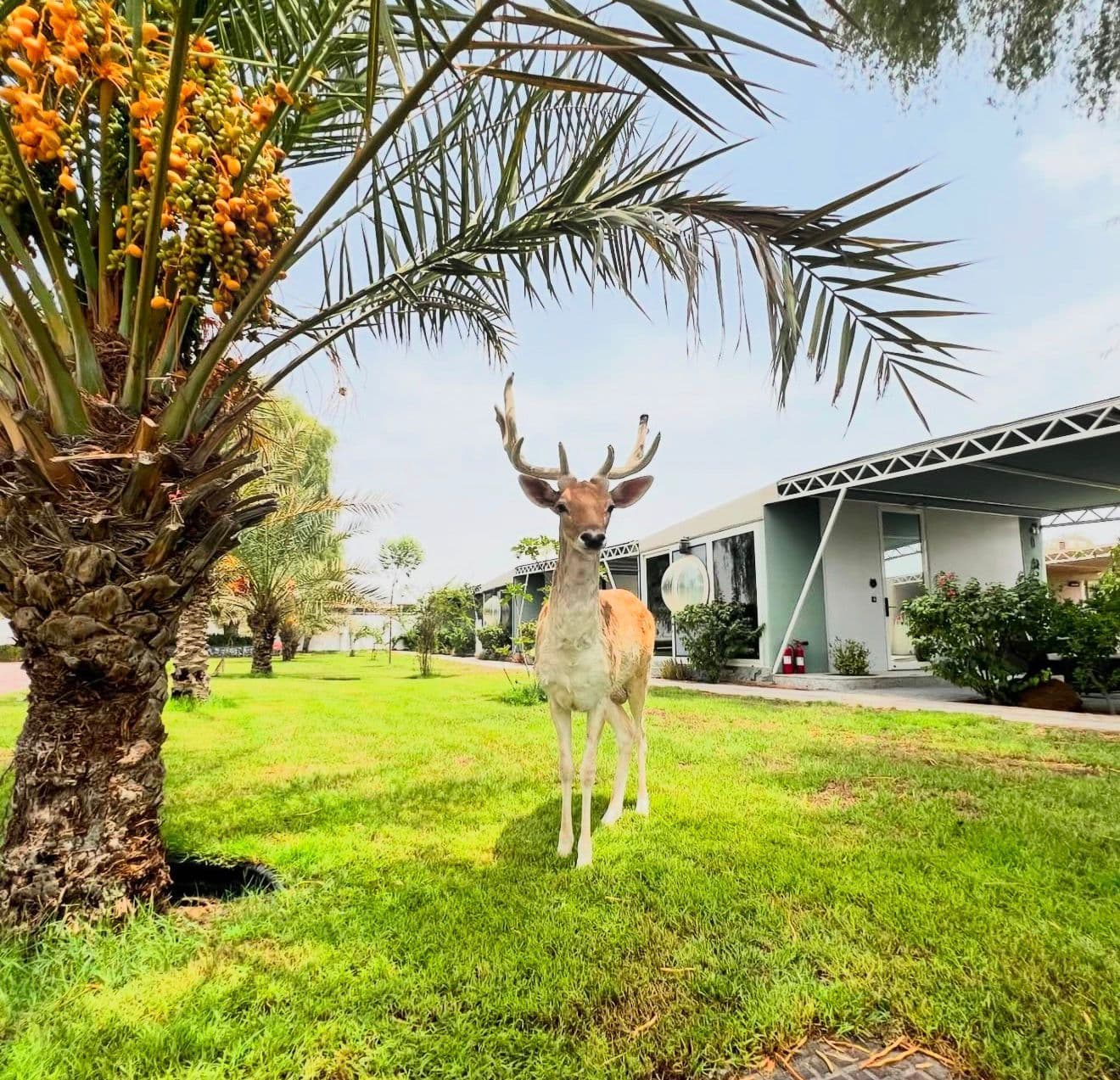 Wildlife on the grounds